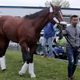 Illustration for article titled Horse Seeks Justice In Court